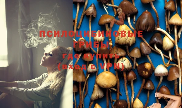 индика Ельня