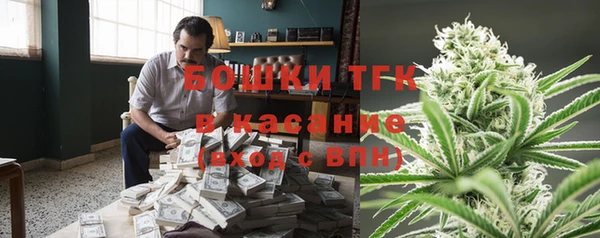 индика Ельня